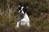 BOULEDOGUE FRANCAIS 829